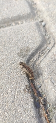 Thaumetopoea pityocampa