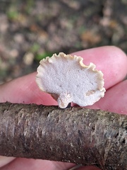 Polyporus
