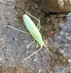 Trigonotylus
