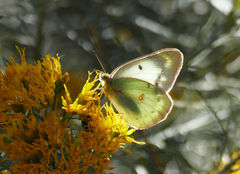 Colias philodice