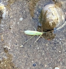 Trigonotylus