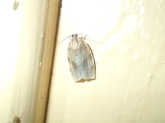 Choristoneura hebenstreitella