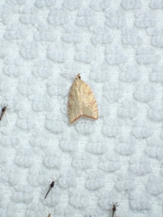 Aleimma loeflingiana