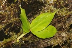 Hedychium