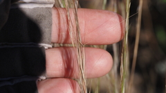 Aristida purpurea