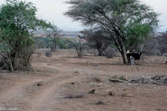 Struthio molybdophanes