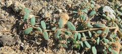 Euphorbia abramsiana