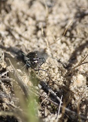 Cicindela ocellata