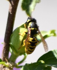 Vespula atropilosa