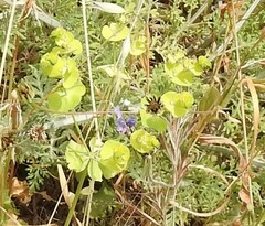 Euphorbia segetalis