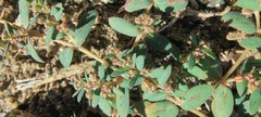 Euphorbia abramsiana