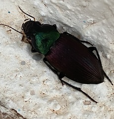 Neoaulacoryssus speciosus