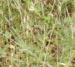 Lavandula multifida
