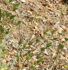 Bituminaria bituminosa