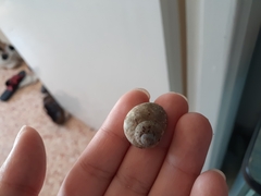 Xerotricha conspurcata