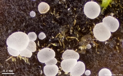 Phaeohelotium carneum