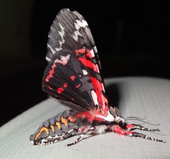 Arachnis aulaea