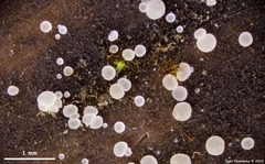 Phaeohelotium carneum