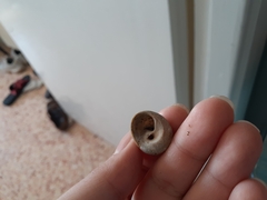 Xerotricha conspurcata