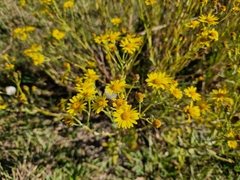 Senecio pterophorus