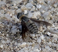Poecilanthrax californicus
