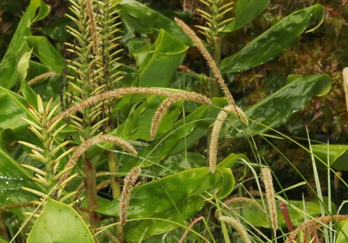 Setaria sphacelata observed 2022-10-05