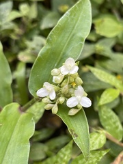 Tripogandra serrulata