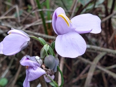 Utricularia reniformis