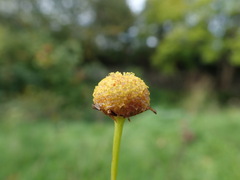 Tripleurospermum inodorum