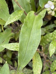 Tripogandra serrulata