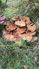 Desarmillaria tabescens