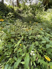 Tripogandra serrulata