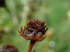 Tripleurospermum inodorum