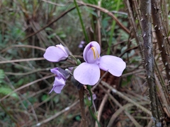 Utricularia reniformis