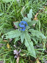 Cynoglossum amabile