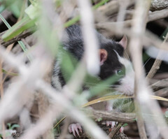 Rattus norvegicus domestica