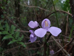 Utricularia reniformis