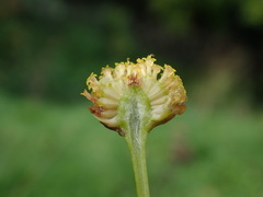 Tripleurospermum inodorum