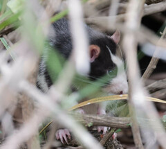 Rattus norvegicus domestica