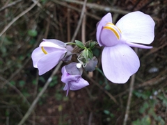 Utricularia reniformis