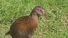 Gallirallus australis australis