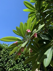 Plumeria