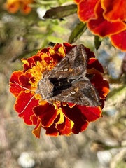 Autographa