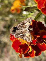 Autographa