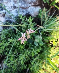 Asperula aristata
