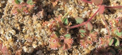 Euphorbia setiloba