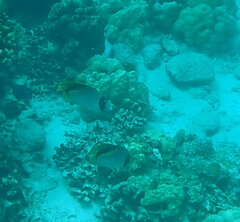 Chaetodon lineolatus