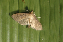 Herpetogramma bipunctalis