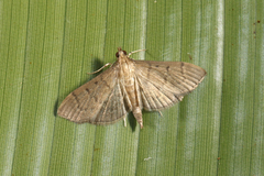 Herpetogramma bipunctalis