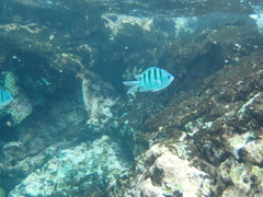 Abudefduf abdominalis